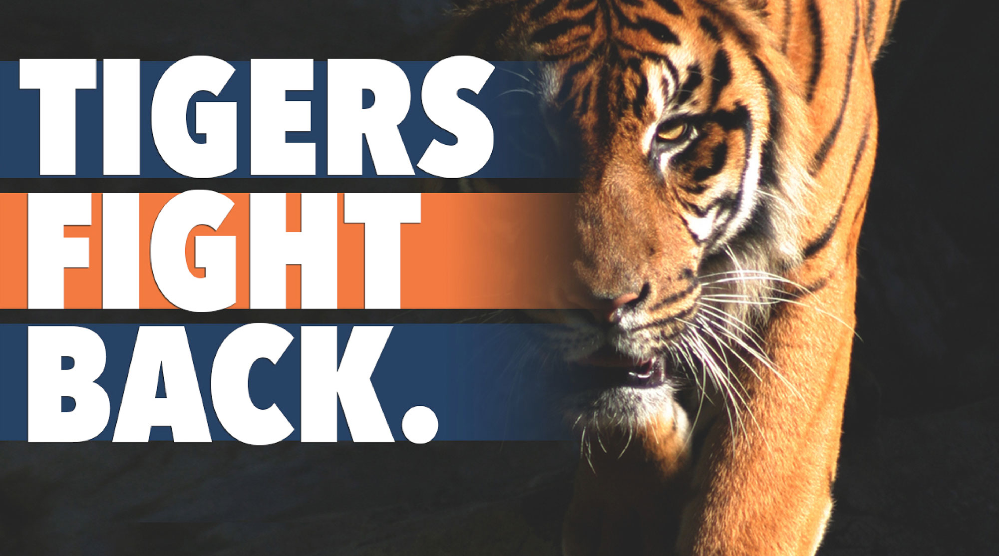 Auburn Fights Back